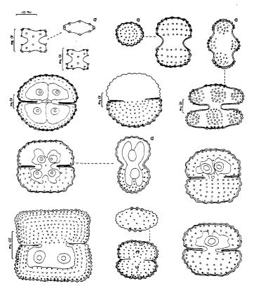 89 90 88 91 92 93 94 95 96 97 98 Figura 88. Cosmarium quadrum var. quadrum. Fig. 89. C. dichondrum var. tumidum; a: vista apical. Fig. 90. C. punctulatum var. punctulatum f. punctulatum. Fig. 91-92.