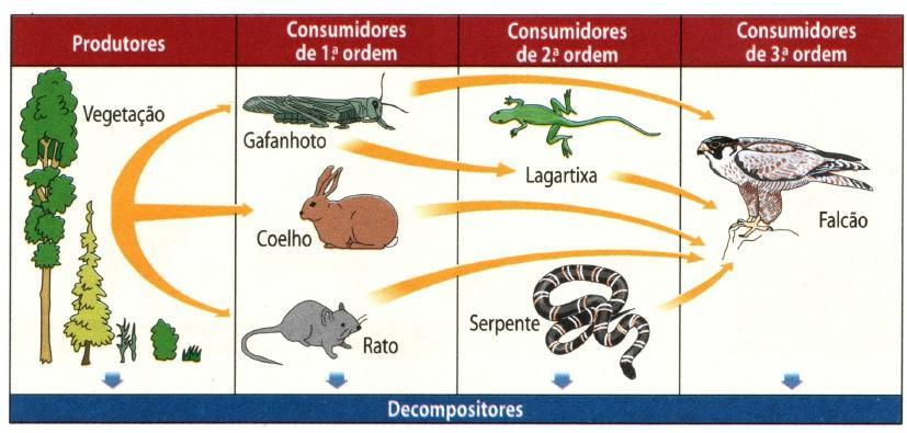 Traduzem sequências organizadas de seres vivos que se alimentam sucessivamente uns dos outros.