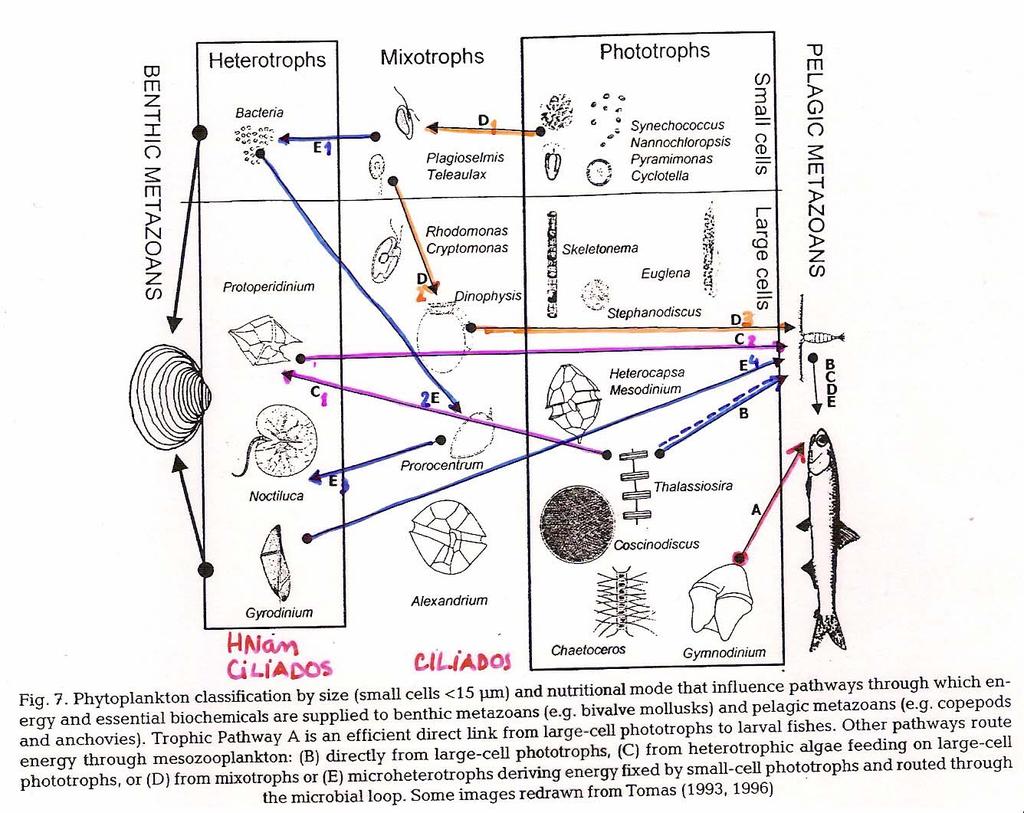 Fluxos e eficiência de transferência de energia entre produtores primários e consumidores: a importância da composição do fitoplâncton (Cloern, 2005) eficiência de produção de
