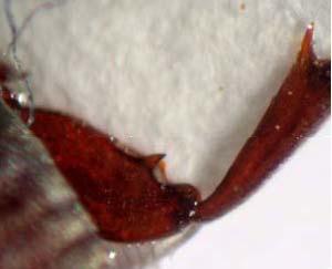 ; Foto C: http://anic.ento.csiro.au/database/index.asp. A. obtectus, importante praga de feijão Phaseolus, é largamente encontrado na América Central e do Sul.