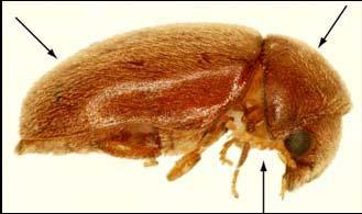 Aspectos biológicos e taxonômicos dos principais insetos-praga de produtos armazenados Lasioderma serricorne (F) É um inseto de cor castanho-avermelhada, que mede de 2,0 a 3,0 mm.