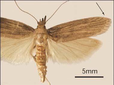 Aspectos biológicos e taxonômicos dos principais insetos-praga de produtos armazenados Subfamília Galleriinae Corcyra cephalonica (Stainton) Os adultos medem de 7 a 13 mm de envergadura.
