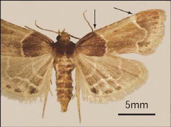 Tecnologia de armazenagem em sementes Subfamília Pyralinae Pyralis farinalis Linnaeus O adulto mede cerca de 20 mm de envergadura.