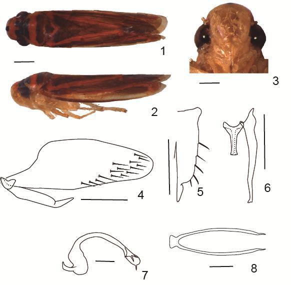 Figs 1-8. Poeciloscarta cardinalis Fabricius 1.Macho, hábito vista dorsal; 2.Macho, hábito vista lateral; 3. Cabeça, vista ventral; 4. Pigóforo, vista lateral; 5.
