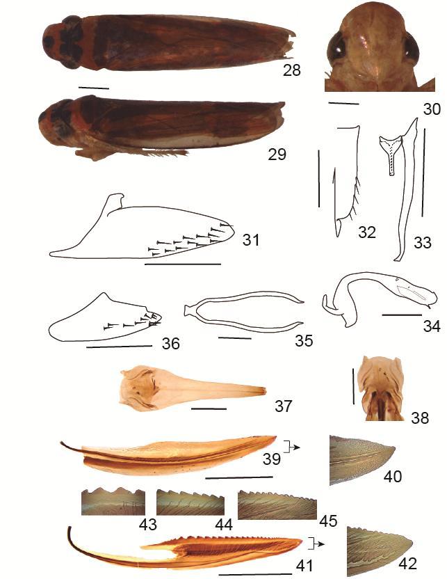 Figs 28-45. Poeciloscarta extricans Walker 28. Macho, vista dorsal; 29. Macho, vista lateral; 30. Cabeça, vista ventral; 31. Pigóforo, vista lateral; 32. Placas subgenital, vista ventral; 33.