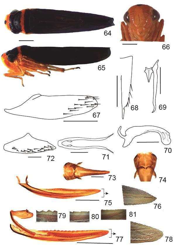 Figs 64-81. Poeciloscarta sp.nova 1.64 Macho, vista dorsal; 65. Macho, vista lateral; 66. Cabeça, vista ventral; 67. Pigóforo, vista lateral; 68. Placas subgenital, vista ventral; 69.