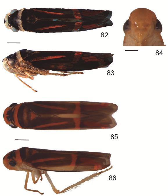 Figs 82-86. Poeciloscarta sp.nova 2 82. Macho tipo 1, vista dorsal; 83. Macho tipo 1, vista lateral; 84.