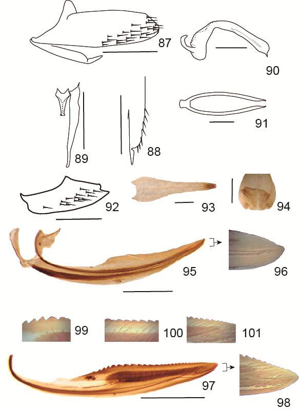 Figs 87-101. Poeciloscarta sp.nova 2.87. Pigóforo, vista lateral; 88. Placas subgenital, vista ventral; 89. Estilos e Conectivo, vista dorsal; 90. Edeago, vista lateral; 91.