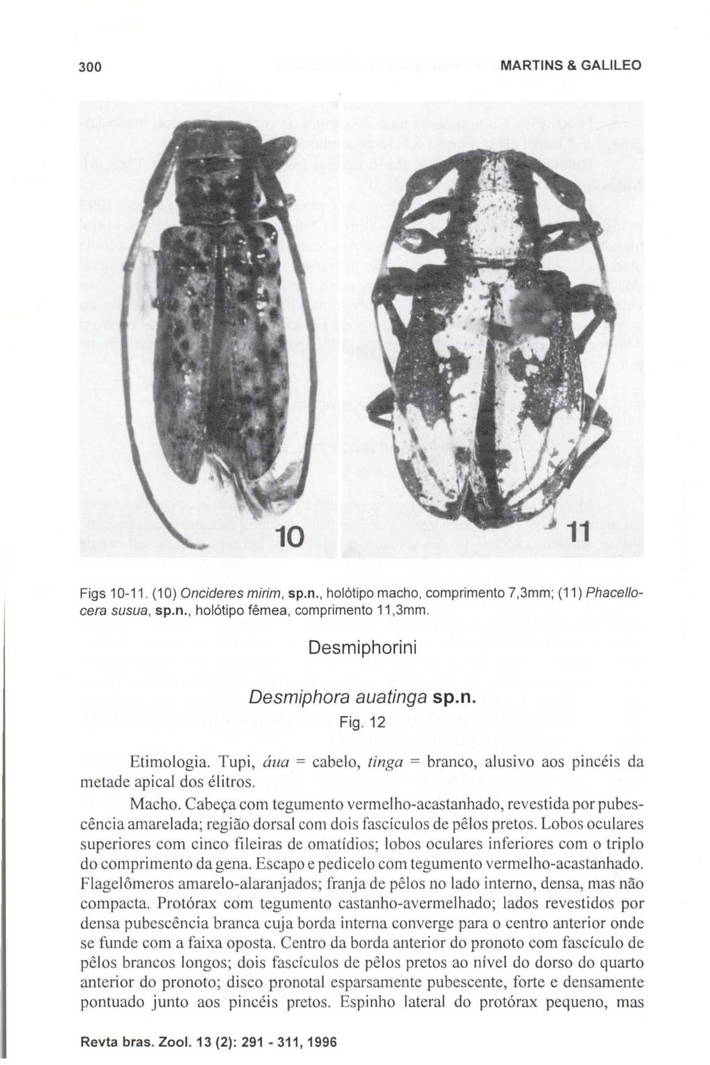 300 MARTINS & GALlLEO Figs 10-11. (10) Oncideres mirim, sp.n., holótipo macho, comprimento 7,3mm; (11) Phacellocera susua, sp.n., holótipo fêmea, comprimento 11,3mm.