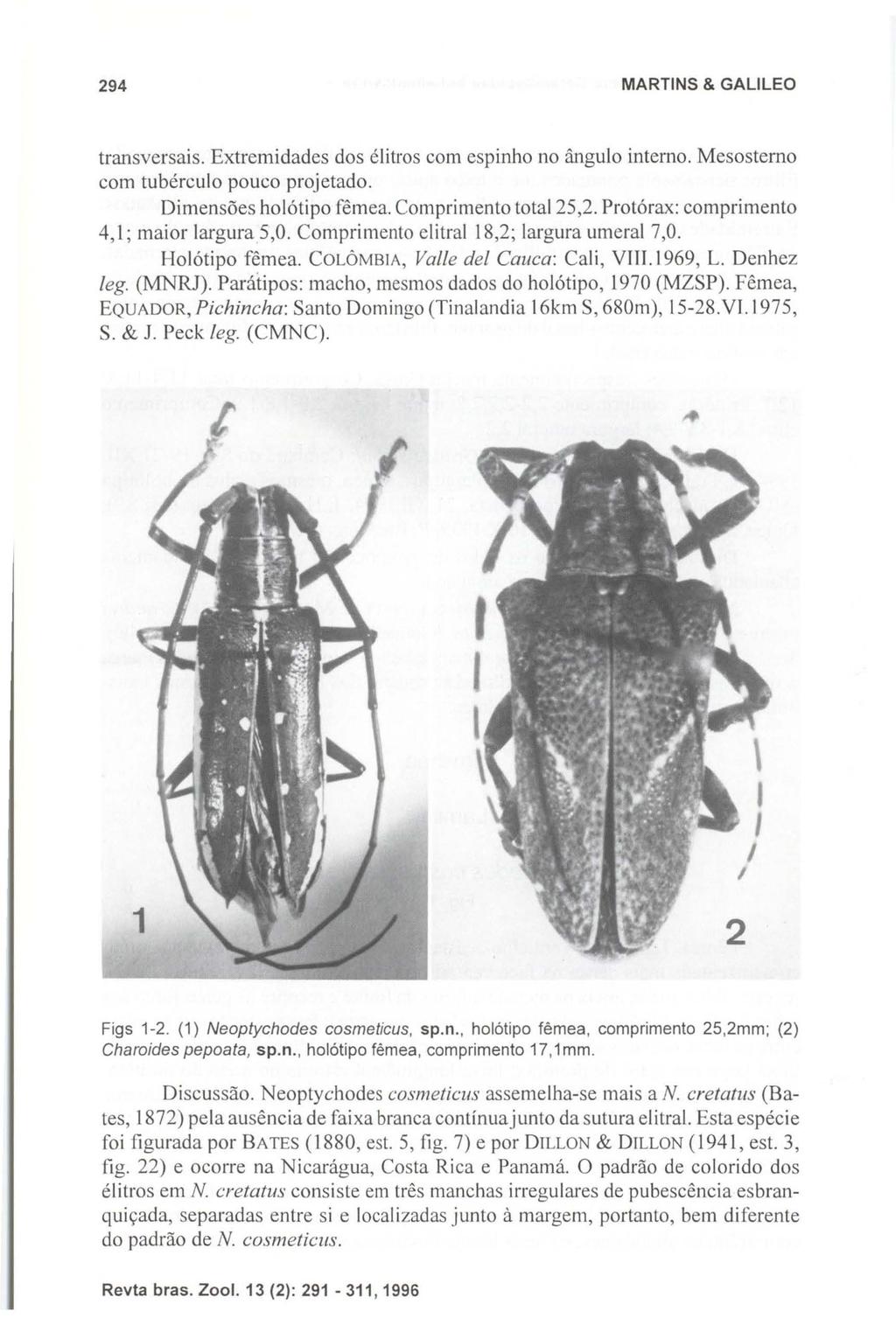 294 MARTINS & GALlLEO transversais. Extremidades dos élitros com espinho no ângulo interno. Mesosterno com tubérculo pouco projetado. Dimensões holótipo fêmea. Comprimento total 25,2.