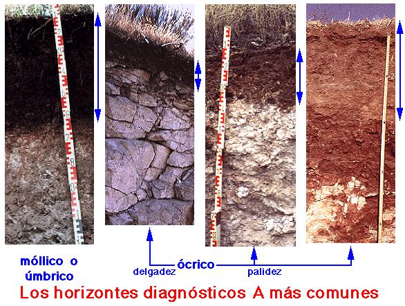 Horizontes Diagnósticos de Superfície Horizonte A - São organo-minerais minerais,, e constituem o primeiro horizonte do solo, freqüentemente entemente alterados pelo homem.