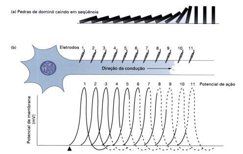 PROPAGAÇÃO DO POTENCIAL DE AÇÃO Os potenciais de ação gerados em um ponto da membrana celular criam correntes elétricas que provocam o aparecimento de outro potencial de ação em um ponto vizinho da
