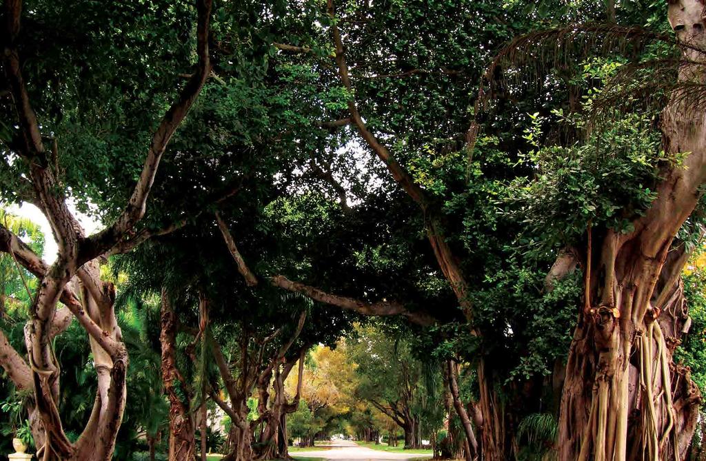 Árvores centenárias alinham-se nas ruas de Coconut Grove, suas copas filtrando gentilmente o sol, suas profundas raízes suportando as estórias da