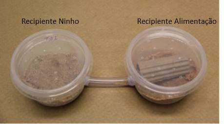 81 2.4 Bioensaio de alimentação forçada Nesse teste foram utilizados dois recipientes plásticos de 250 ml conectados por meio de um cano plástico de 9 cm de comprimento e 1 cm de diâmetro, onde foram