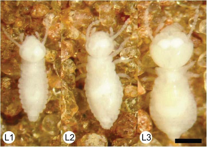 23 Figura 7 Ínstares larvais. L1 = 1º instar, L2 = 2º instar, L3 = 3º instar. Escala = 0.5 mm. Figura 8 Ínstares ninfais.