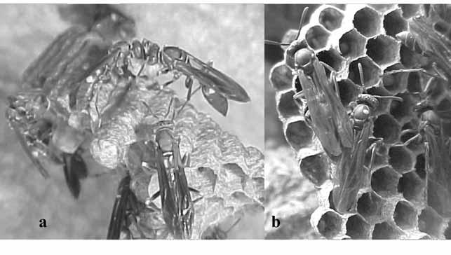comportamento de vespas existem muitas perguntas para serem respondidas, pois muitos aspectos comportamentais, ecológicos e biológicos permanecem desconhecidos.