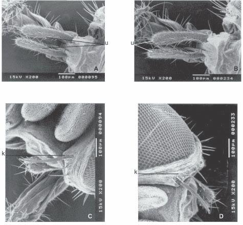 Microscopia eletrônica de varredura de duas espécies de Fannia Robineau-Desvoidy 179 Fig. 10.