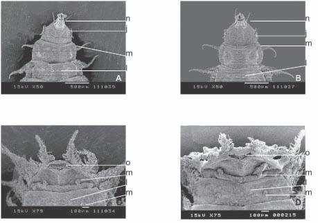 Microscopia eletrônica de varredura de duas espécies de Fannia Robineau-Desvoidy 173 Fig. 4. Vista ventral da larva de terceiro ínstar. F. pusio (A e C) e F. trimaculata (B e D).