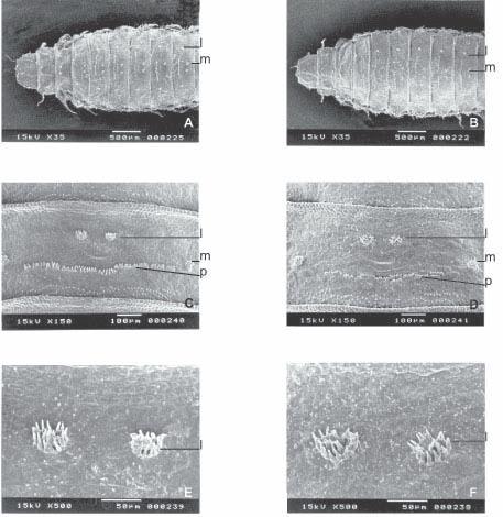 Microscopia eletrônica de varredura de duas espécies de Fannia Robineau-Desvoidy 175 Fig. 6. Vista ventral de pupas. F. pusio (A, C e E) e F. trimaculata (B, D e F).
