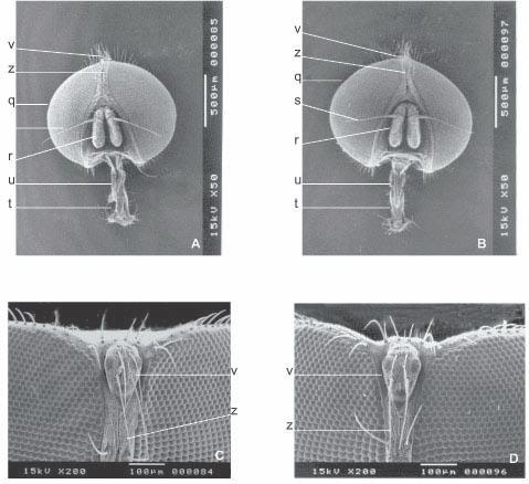 176 Al Gazi et al. Fig. 7. Vista da cabeça de machos. F. pusio (A e C) e F. trimaculata (B e D).