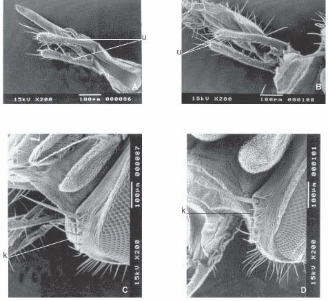 Microscopia eletrônica de varredura de duas espécies de Fannia Robineau-Desvoidy 177 Fig. 8. Vista da cabeça de machos. F. pusio (A e C) e F. trimaculata (B e D).