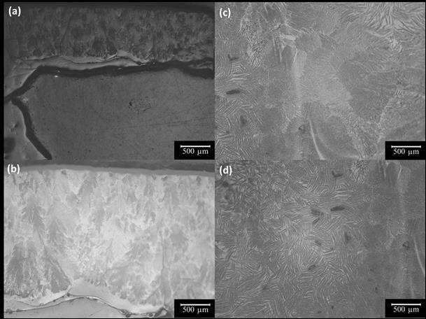 Figura 4 Micrografia obtidas por microscopia ótica dos vidros submetidos ao tratamento térmico de cristalização a 900 o C. (a) (b) vidro sem ADF; (c) (d) vidro com ADF.