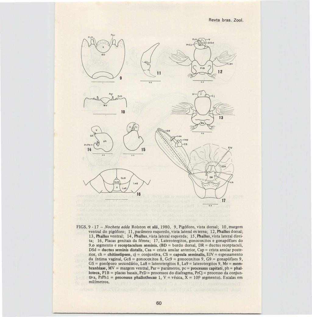 Revta bras. Zool. 10 ()" FIGS.9-17 - Nocheta adda Rolston et alü, 1980.
