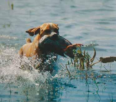 A título de curiosidade referimos que a Exposição Monográfica do Portuguese Water Dog Club of América que foi julgada este ano por um juiz Português, realizou-se na Califórnia com cerca de 500