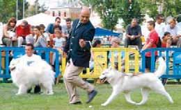 RELATÓRIO E CONTAS 2007 21 ANÁLISE DA GESTÃO DOS EVENTOS DE MORFOLOGIA CANINA Ao longo do ano de 2007 realizaram-se 117 eventos de Morfologia Canina, organizados pelo CPC ou com a sua realização por