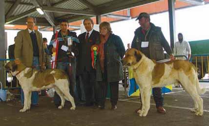 CÃO DE GADO TRANSMONTANO O Projecto Cão de Gado Transmontano em parceria com o ICN/Parque Natural de Montesinho completou 4 anos de existência e continua a desenvolver-se de forma exemplar sendo os