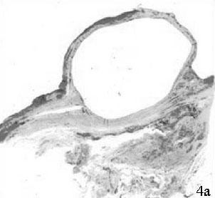 Fig. 4 Histologia (H&E).