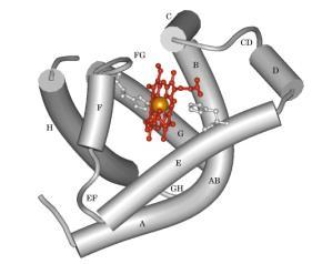 Os gases respiratórios não exercem pressão parcial quando estão combinados com os pigmentos respiratórios, nem quando estão quimicamente modificados.