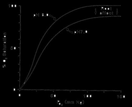 Curva de Saturação da Hemoglobina + O 2 O 2 NO NO Em resumo, a quantidade (volume) de O 2 fornecida a um tecido pela depende: da PO 2 (curva de saturação da ) do ph (afinidade da - efeito Bohr) do