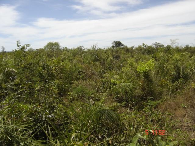Figura 3: parcela da reserva legal do assentamento Pericatu, município de Pium - TO, em estágio de regeneração. 4.
