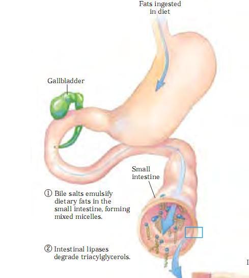 Digestão Os sais biliares permitem a