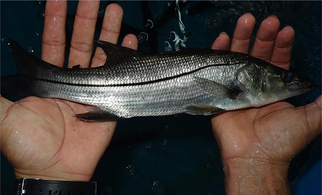 COMMON SNOOK: