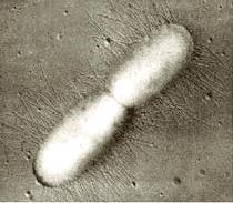 Visualização ao microscópio eletrônico transmissão Microbiologia Pelczar et al. Vol 1 1996 - Função.