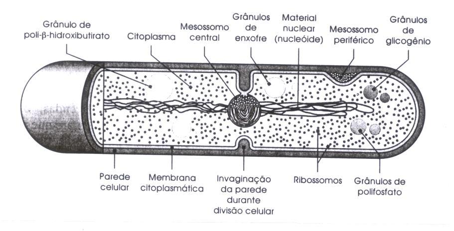 # Estruturas internas - Citoplasma - Ribossomos - Mesossomos - Material genético -