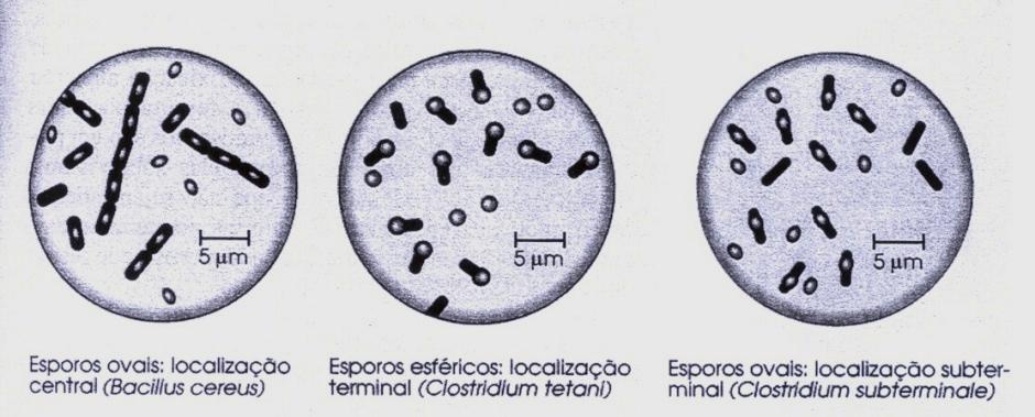 ENDÓSPORO - maioria das bactérias não formam endósporo - célula dormente alta/e