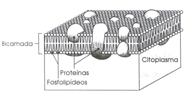 MEMBRANA INTERNA - Composição. localizada internamente à parede em contato com citoplasma. estruturada em camada dupla.