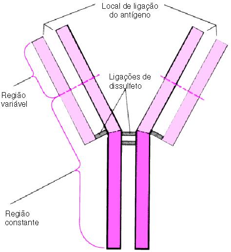 Estrutura básica de uma molécula de