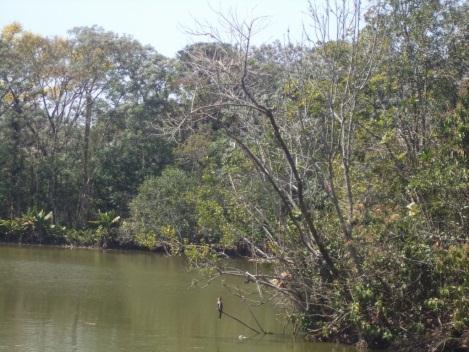 pelo lixo, erosão pluvial, lixo que está em bastante quantidade, animais, mata ciliar, assoreamento, cheiro não agradável, pedras e é raso, consequência da sedimentação.