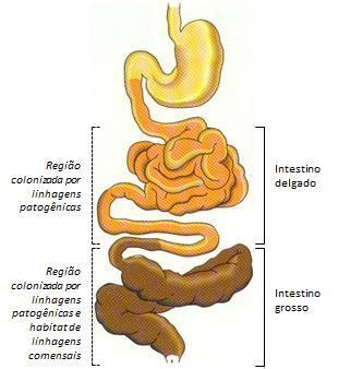 Escherichia coli e o Surto de Colite na Europa Generalidades Prof.Dr. Josias Rodrigues Laboratório de Bacteriologia Médica Departamento de Microbiologia e Imunologia IBB/UNESP Email: josias@ibb.unesp.