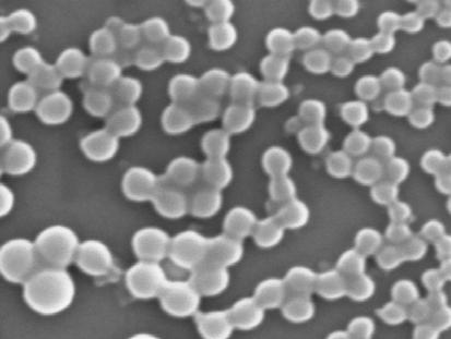 4.3 INFLUÊNCIA DO BIOSURFATANTE O uso de um biosurfatante na produção de nanocápsulas é de suma