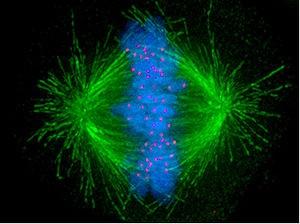 CÉLULA ANIMAL Citoesqueleto Estrutura Filamentos proteicos 1) Microtúbulos» Formados pela proteína globular Tubilina» As fibras de tubulina começam