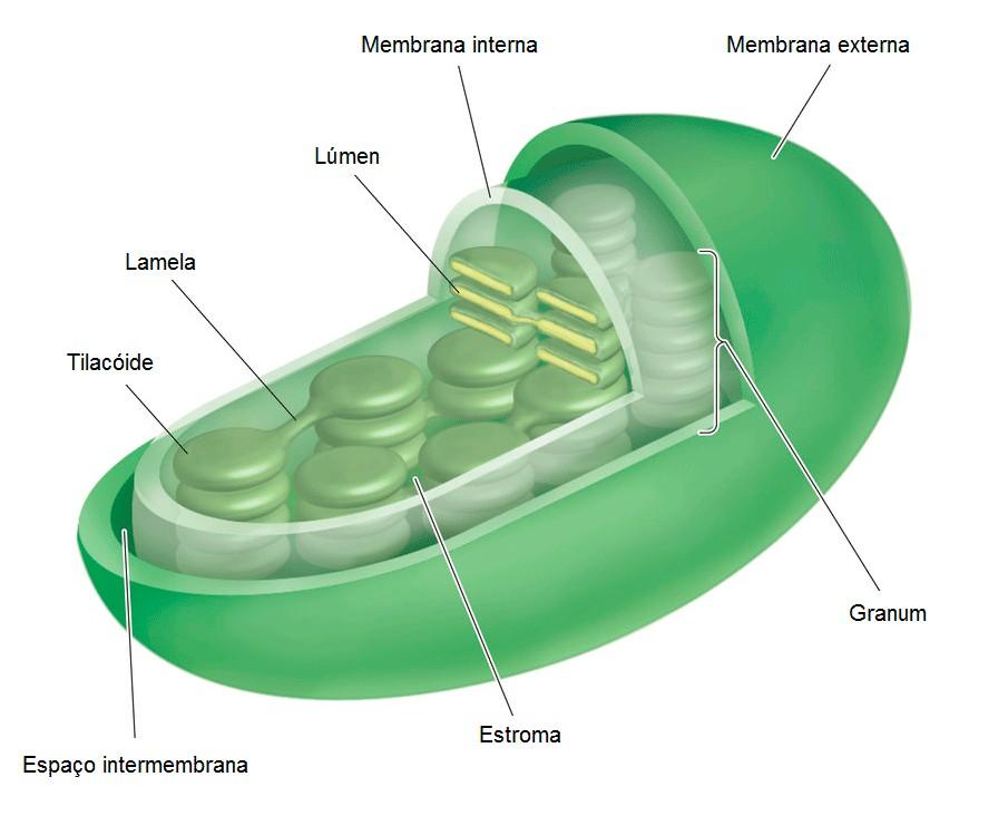 CÉLULA VEGETAL Cloroplasto Estrutura Envelope