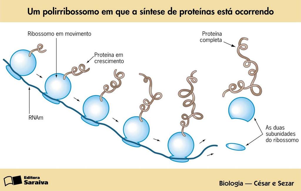 CÉLULA ANIMAL Ribossomos Estrutura São organelas não membranosas Proteínas + RNA ribossômico (RNAr) Localização Citoplasma