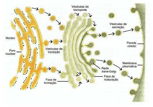 CÉLULA ANIMAL Complexo Golgiense (de Golgi) Estrutura Conjunto de sáculos lameliformes interligado Função Produção de alguns polissacarídeos Modificar