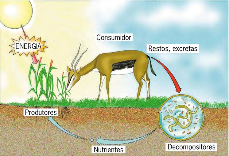 Incapazes de produzir Alimentam-se de M.O. de outros Ex: herbívoros, carnívoros HETEROTRÓFICOS Importante para a fotossíntese Produzem M.O. A partir de M.