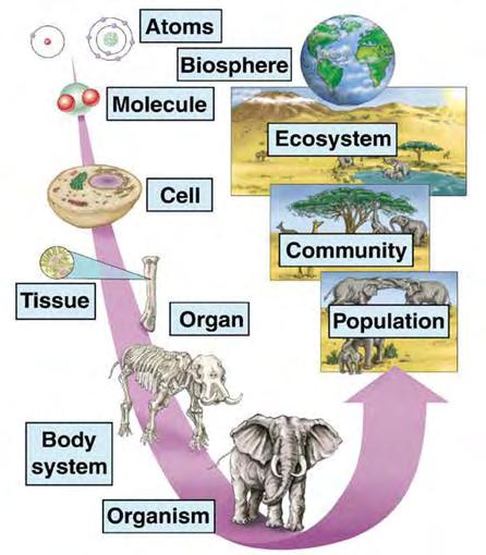 A Biosfera Níveis de organização biológica o
